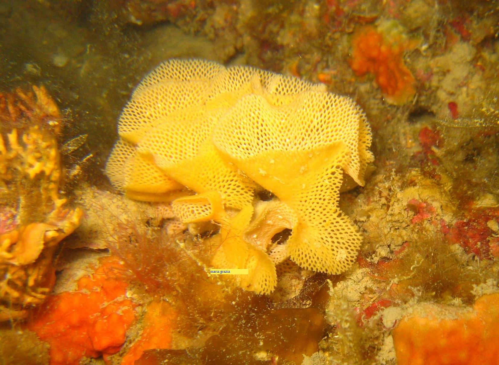 Reteporella beaniana